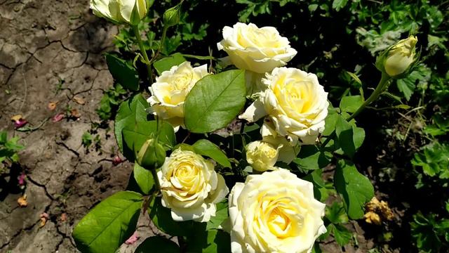 Цветения Роз.