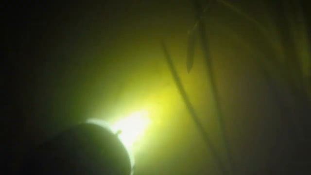 Нерест леща. Даугава. Май 2019. смотреть онлайн