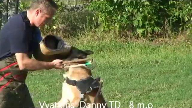 Vyatkins' Danny The Dog - 8 mo, bitework смотреть онлайн
