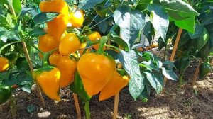 Перец сладкий - Леся красная и жёлтая.