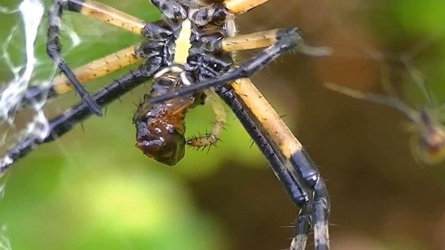 Argiope Aurantia Eating Closeup смотреть онлайн