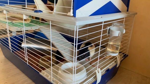 ВСЕ ВЕЩИ МОИХ КРЫС? смотреть онлайн