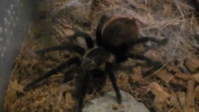 Паук птицеед дома. Спустя год смотреть онлайн