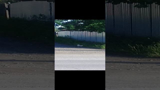 Испугали кошку 20220608 смотреть онлайн