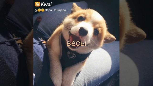 Кто ты из собак по знаку Зодиака смотреть онлайн