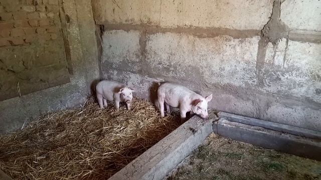 НОВОЕ ПОПОЛНЕНИЕ В ХОЗЯЙСТВЕ ! Жизнь в Деревне ! смотреть онлайн
