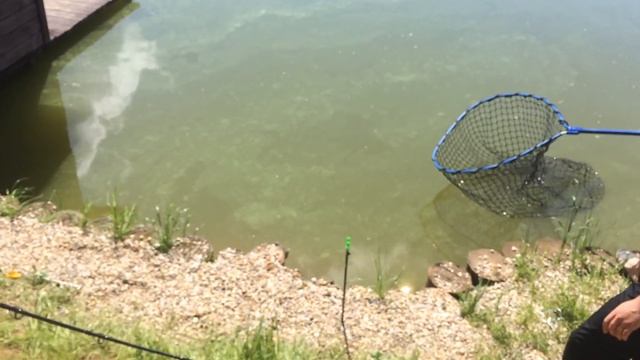 Золотой сазан Проня смотреть онлайн