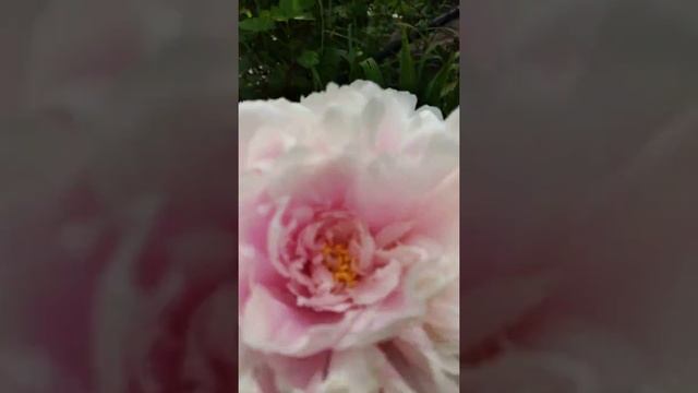 14. Пион Сара Бернар. Первое цветение. 04.06.2019 смотреть онлайн