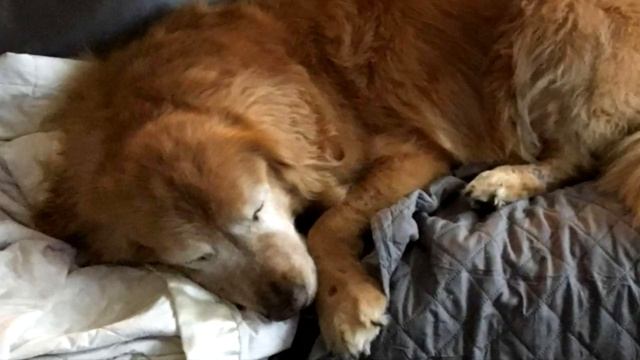 Слепого щенка бросили в мусорку и уехали. Но самое страшное было впереди! смотреть онлайн