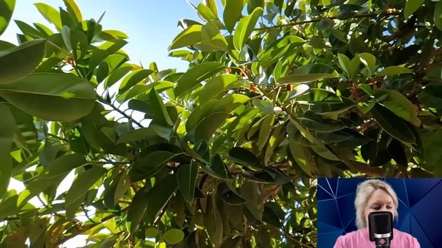 Чтобы расстроить свадьбу с деревенским женихом, богатая тёща постелила молодожёнам в хлеву... смотреть онлайн