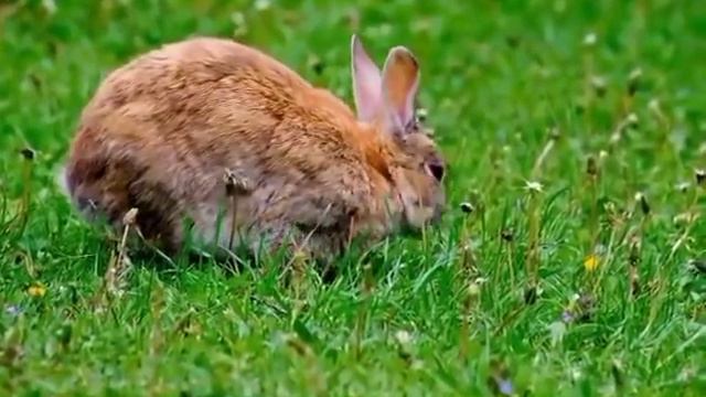 SOS - срочно спасти побируху \ ДЕРЕВЕНСКИЙ ДНЕВНИК очень многодетной мамы \ мать героиня смотреть онлайн