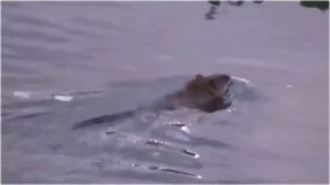 Бобриная семья  Бобры строят плотину