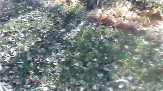 Высотный сучкорез своими руками. смотреть онлайн