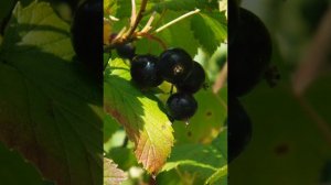 Черная смородина. Польза и вред.