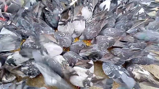 Кафтарои гышна смотреть онлайн