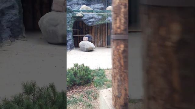 Московский зоопарк. 2 сентября 2022 г. смотреть онлайн