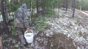 СОБИРАЕМ ГРИБЫ ОСЕНЬЮ / БЕЛЫЙ ГРИБ / ПОДБЕРЕЗОВИК / ПОДОСИНОВИК / МОХОВИК / МАСЛЕНОК