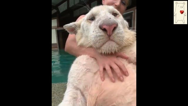 САМЫЙ БОЛЬШОЙ КОТ КУПАЕТСЯ! BIG HAPPY KITTY! смотреть онлайн