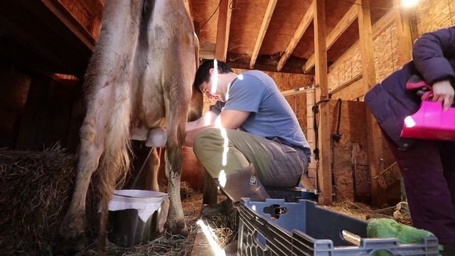 What is the Best Animal for Your Homestead? смотреть онлайн