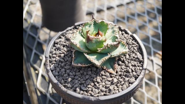 #063 【アガベ/塊根】聖地 CJ PLANTS at 台湾 / 超クオリティのアガベ連発 2m越えのアガベやドライガーデンも смотреть онлайн