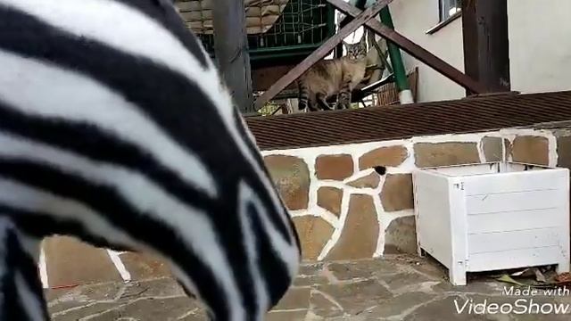 Конкурная тренировка {хобби хорсинг Россия} смотреть онлайн