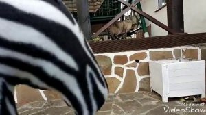 Конкурная тренировка {хобби хорсинг Россия}