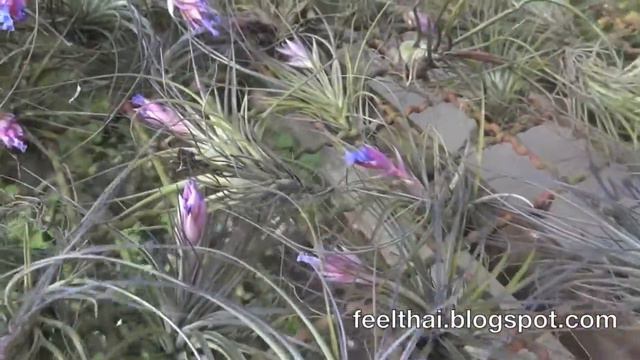 สับปะรดอากาศ สวนลุงวุฒิ Tillandsia