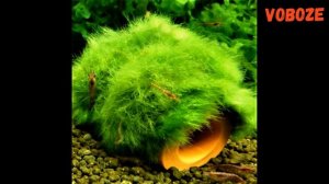 Кладофора шаровидная в аквариуме, размножение, видео как разводить на камне, коряге.