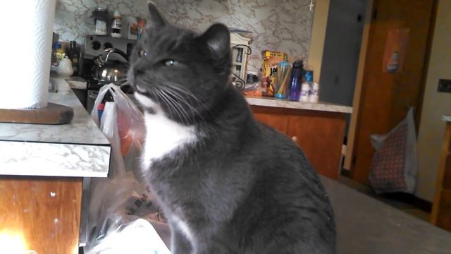 Cat in Heat Meows To Male Outside смотреть онлайн