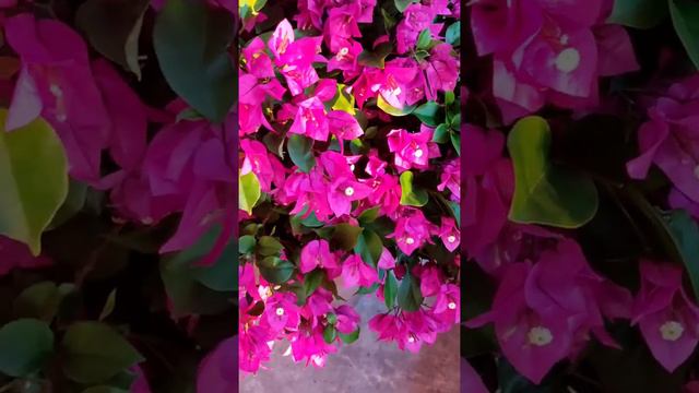 My Bushy Royal Purple Bougainvillea смотреть онлайн