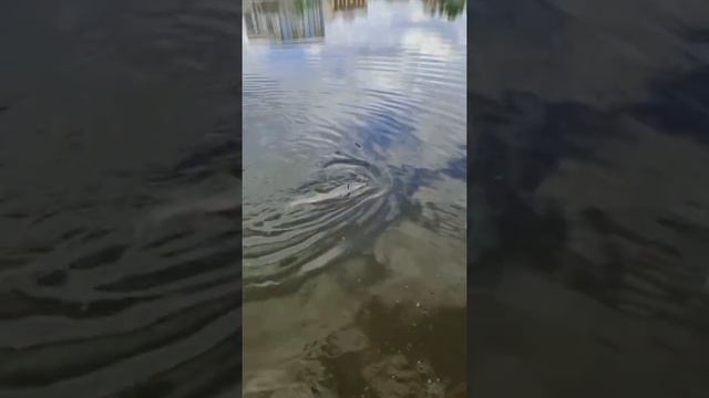 Думали что поймали осётра, а выловили белугу !!!! смотреть онлайн