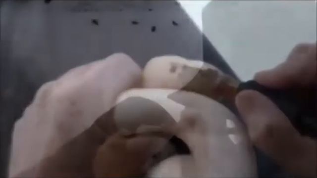 Змея появилась от дерева! Шок!!! смотреть онлайн