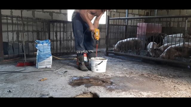 ЧТО делать? ЧЕМ заделывать? Свиньи выгрызли дыру в свинарнике!!! смотреть онлайн