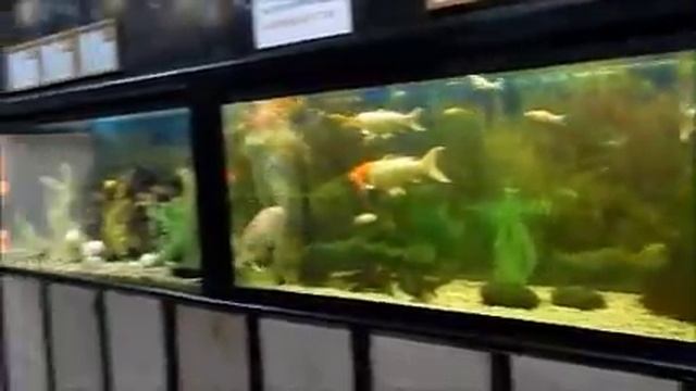 Зоопарк в Воронеже смотреть онлайн