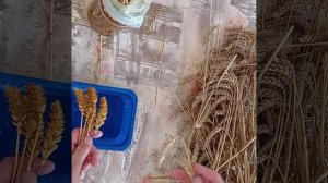 Отбеливание колосьев пшеницы,ржи,овса белизной.