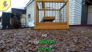 Тестируем необычную ловушку (западок) для ловли птиц