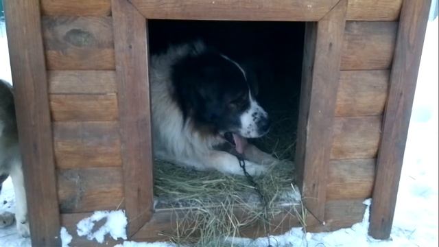 Привет из будки)