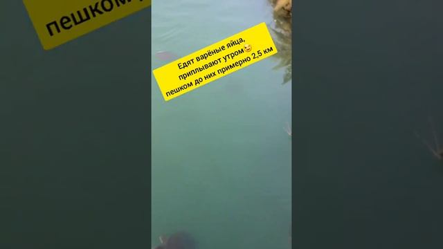 CLUB SIDE COAST HOTEL 5* (ТУРЦИЯ/ЧОКАЛЫ) впечатления от отеля, краткий обзор.