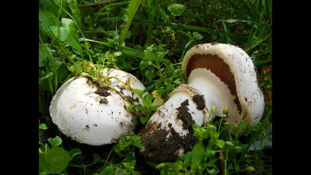 Agaricus bitorquis смотреть онлайн