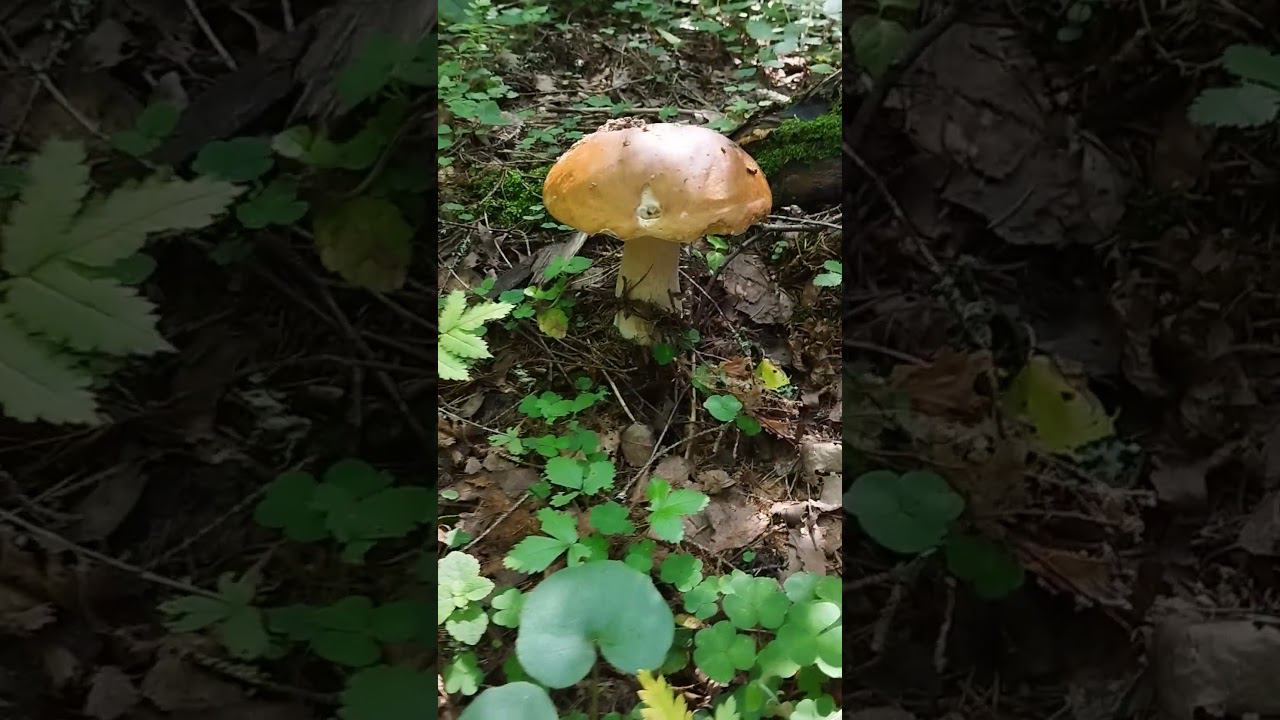 Белые грибы.Сезон сбора белых грибов открыт.#грибы #shortvideo #белыегрибы #загрибами #грибалка смотреть онлайн