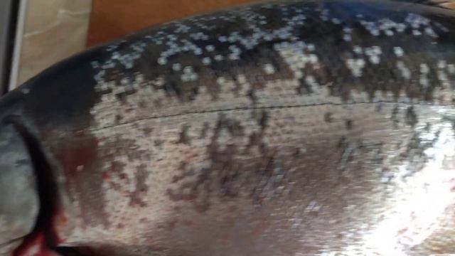 Как отличить симу от горбуши. смотреть онлайн