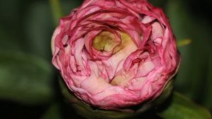 Peony Pink Cotton Candy / Пион Пинк Коттон Кэнди