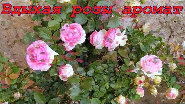 Вдыхая ароматы роз смотреть онлайн