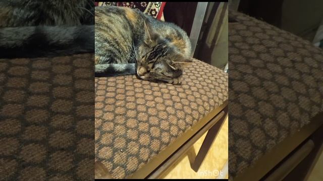 так товарищи потерялись и нашлись смотреть онлайн