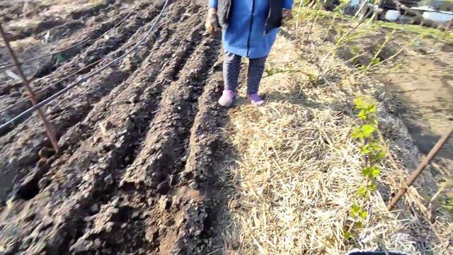 15/04/2022. Рубрика садоводство | Посадка малины "Мапема". смотреть онлайн