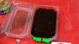 Как правильно посеять бегонию вечноцветущую и получить дружные всходы.