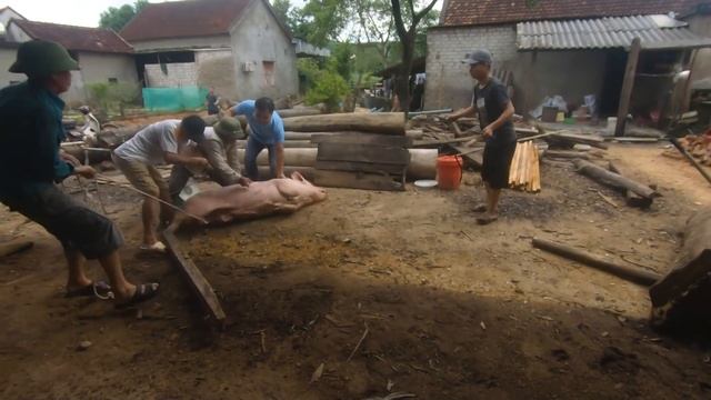 Theo Cán Bộ Xóm Đi Bắt Lợn - Follow The Neighborhood Officer To Catch Pigs