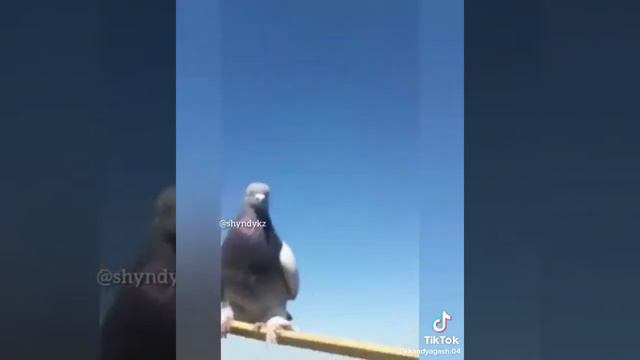 Даже птица знает что Эта Будущая Мечеть смотреть онлайн