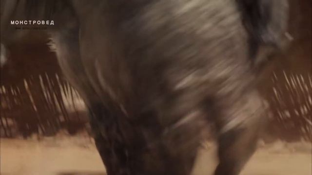 ЦИКЛОП ОДНОГЛАЗЫЙ Vs ПРИМАТ СЛЕПОЙ