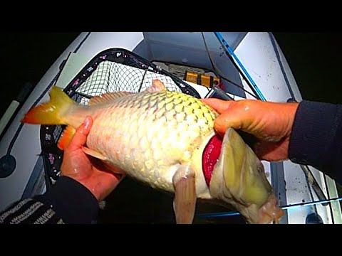 РЫБАЛКА НА ЗАКИДУШКИ ! НА САЗАНА И СОМА смотреть онлайн